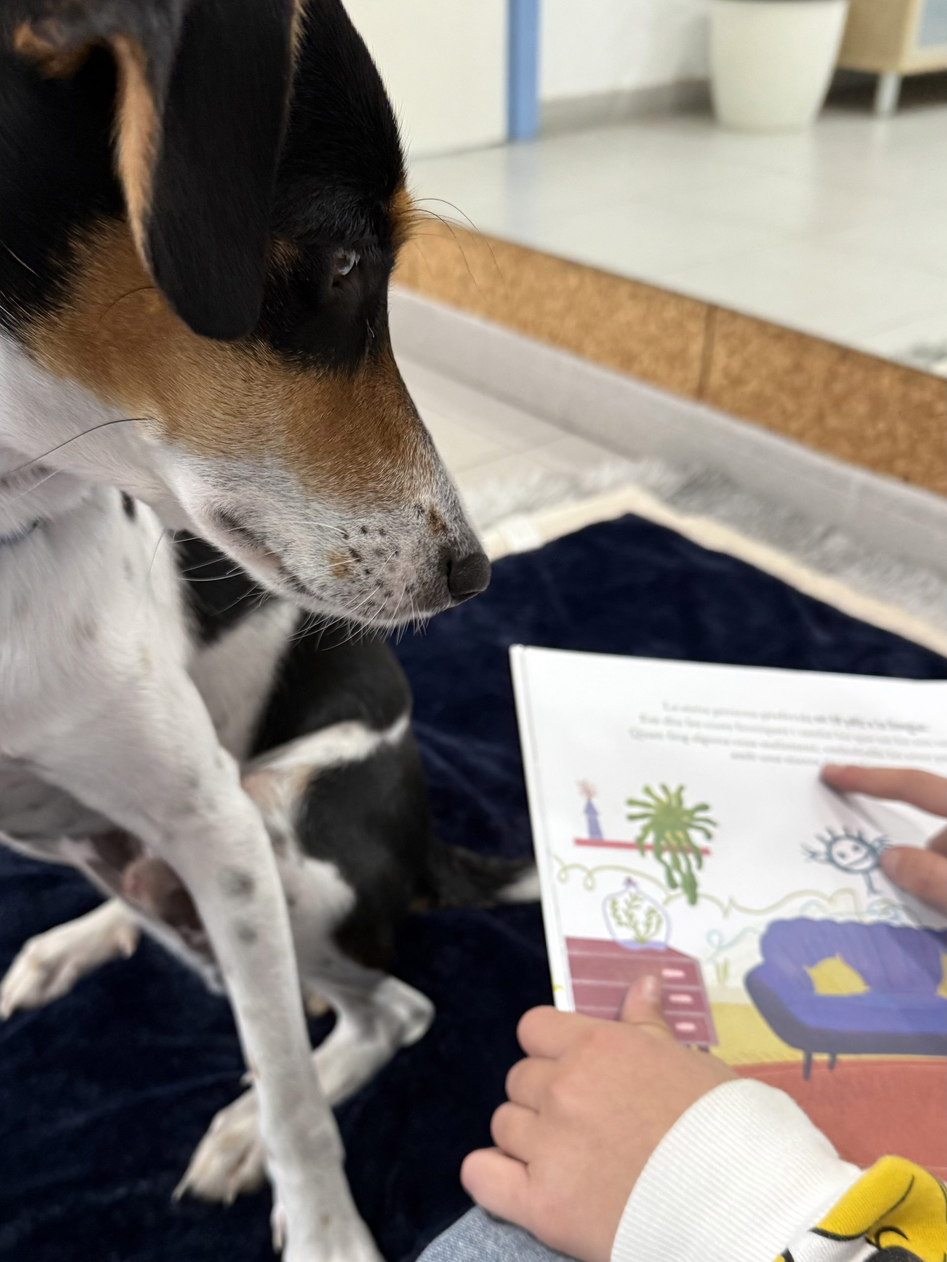 terapia-amb-animals-cassa-de-la-selva
